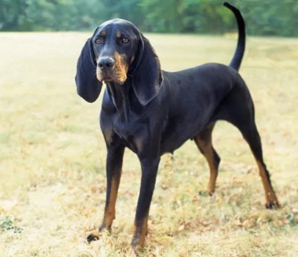 foxhound.black and tan virginia