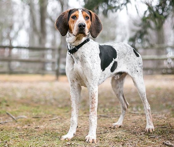 foxhound.treeing walker