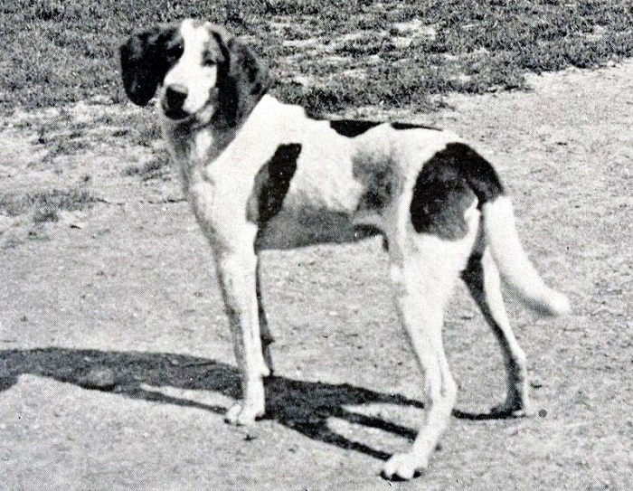 foxhound.trigg