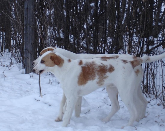 ovh puppies botsford