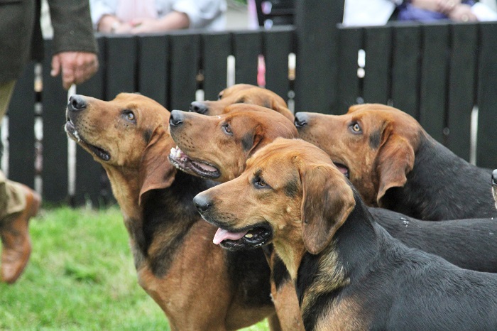 scarteen.puppies