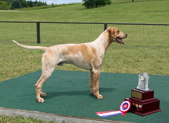 tny blue ridge wentworth.canadian17.massey