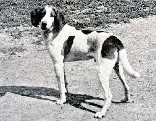 trigg hound.early.wik