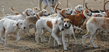 2011_Aiken_Day_Ten_Hounds