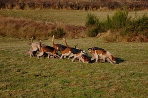 Ballymacad_hounds_at_work