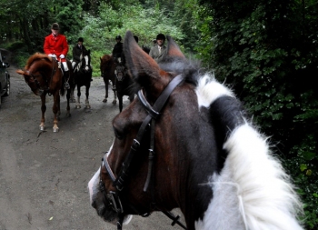 Coloured_mare_Montana_keeps_an_eye_on_master_Gerry_Boylan_and_followers