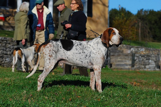 Hound