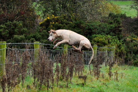 Kildare_foxhound_banking_wire_fence