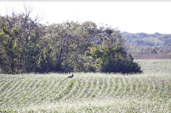 Opening coyote