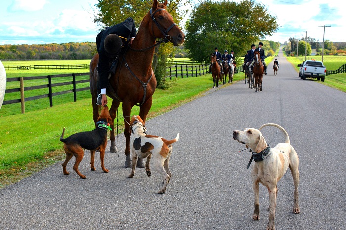 Sean Cully master huntsman of the Rose Tree Blue Mountain Hounds acknowledging one of his Kerry Beagles