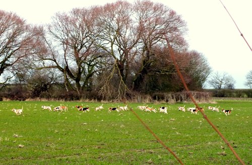 barclay.christchurchbeagles