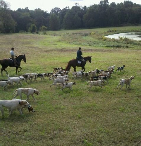 bullrun