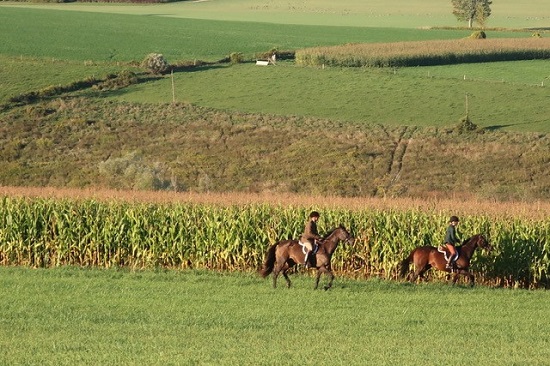 goldens bridge fox hunt