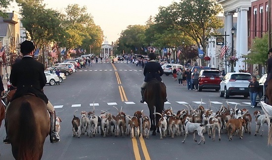 Foxhounds mark opening of formal fox hunting season with parade through Geneseo.
