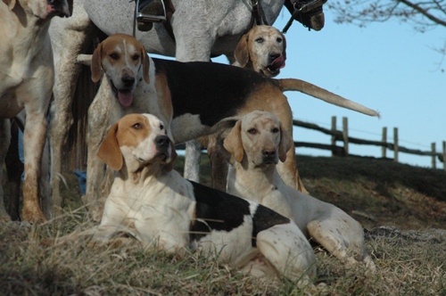 kleck.hounds