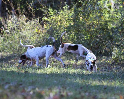 mm.hounds striking