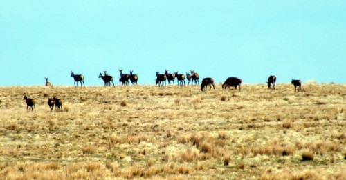 red deer of exmoor.barclay