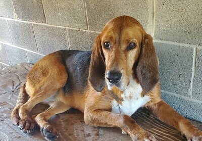 rsz red oak foxhounds 2 1