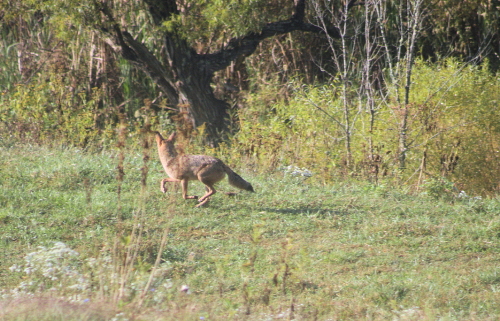 tvh coyote1.pelham