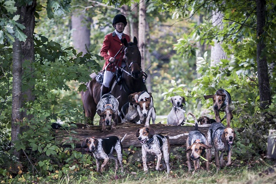 wentworth.huntsmanhound 2
