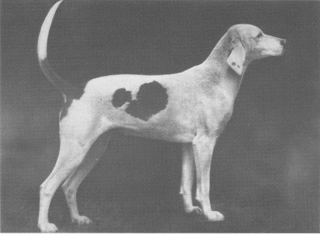 hws.ideal foxhound