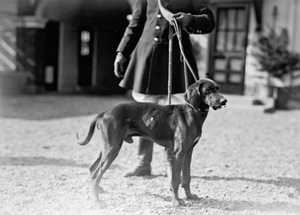 kennels10