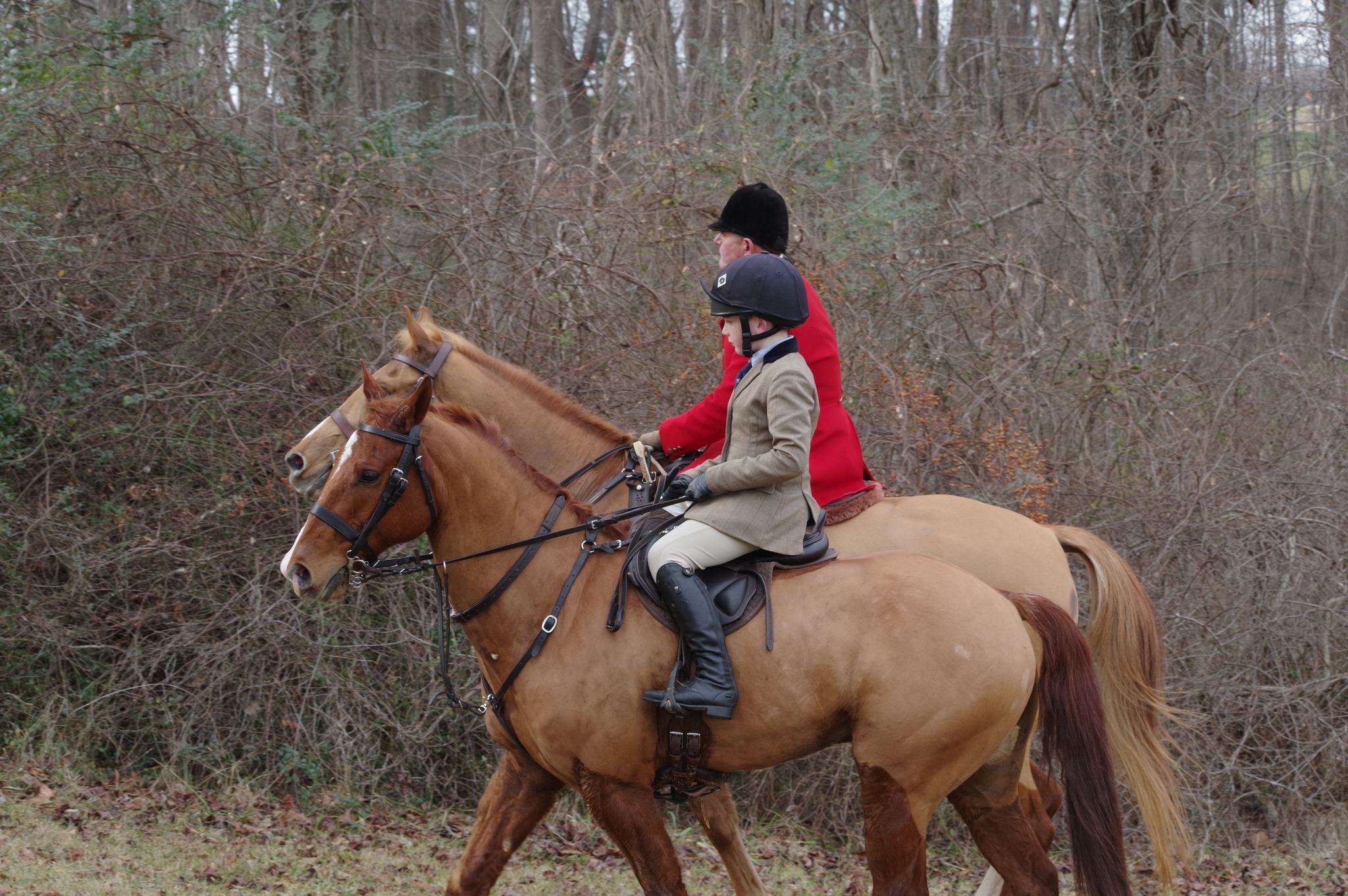 huntsman and junior rider on horses