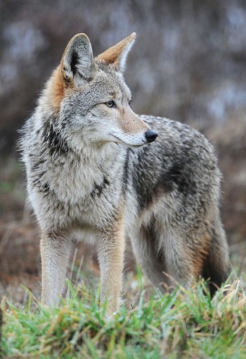 western coyote