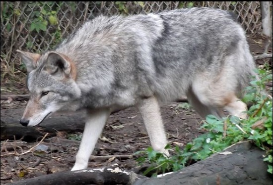 how the eastern coyote or coywolf differs from the western coyote