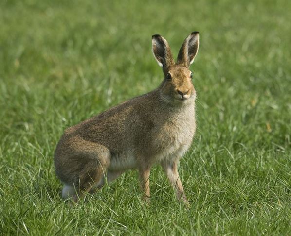 irish hare