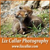 photo of fox kits by Liz Callar