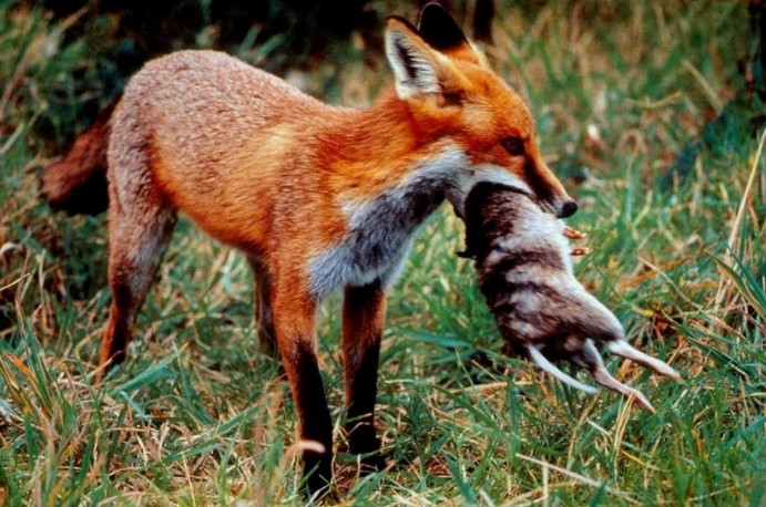 austrlian fox