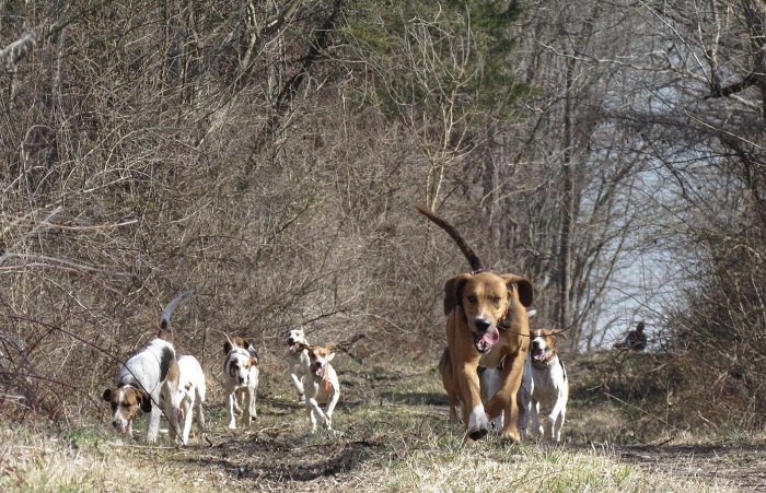 rose tree bm hounds