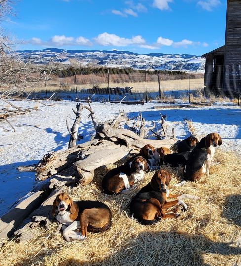 1 Big Sky Hounds Winter Kennels photo by Renee Daniels MFH and Huntsman
