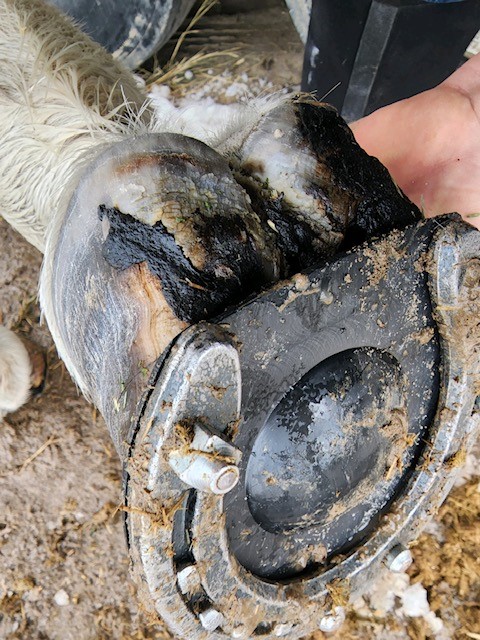 21 Big Sky Hounds sharp shoes adn poppers Photo by Renee Daniels