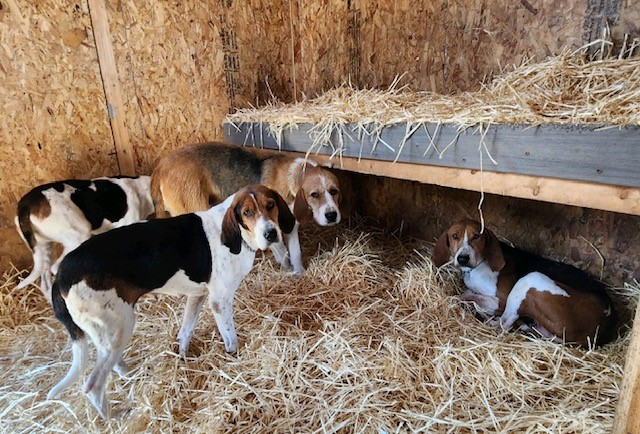 23 Big Sky Hounds winter lodges in straw photo by Renee Daniels