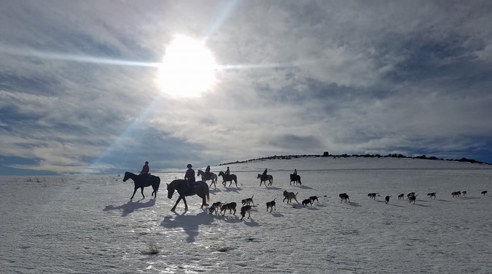 6 Big Sky Hounds hunting on hard crust over snow after a chinook photo by