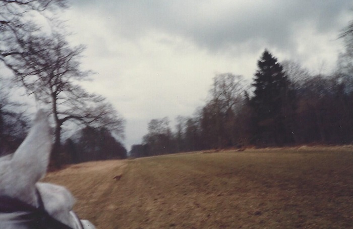1983 Gallops in the Park Fox England.jpeg