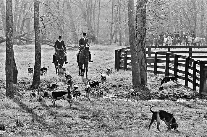Albert poe.piedmont.1973