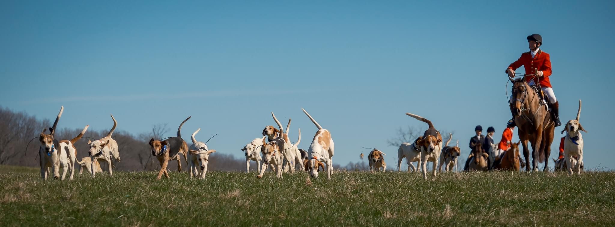 CMontgomery Hunting Hounds