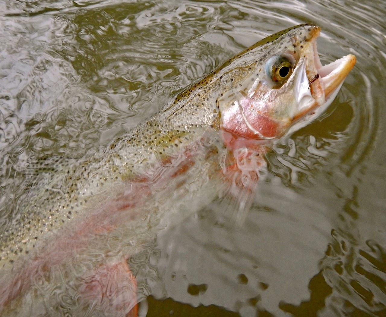 angling.lees
