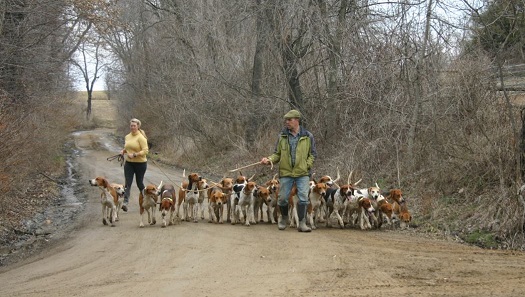 bozdan.hound walk.cropped.laura riley