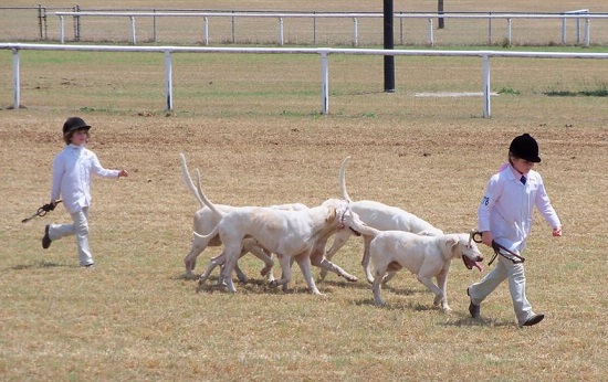 cecesalem twigg.hounds