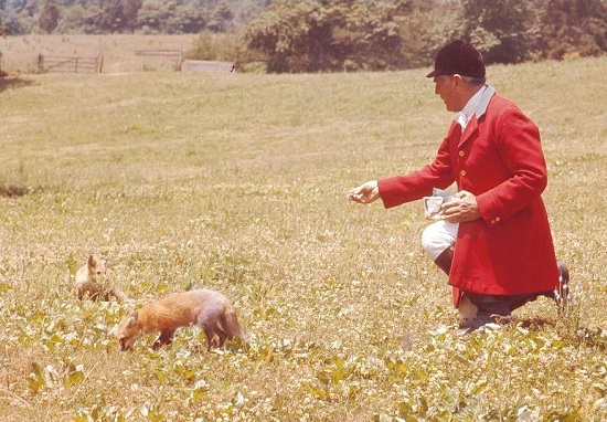 grover and fox cubs
