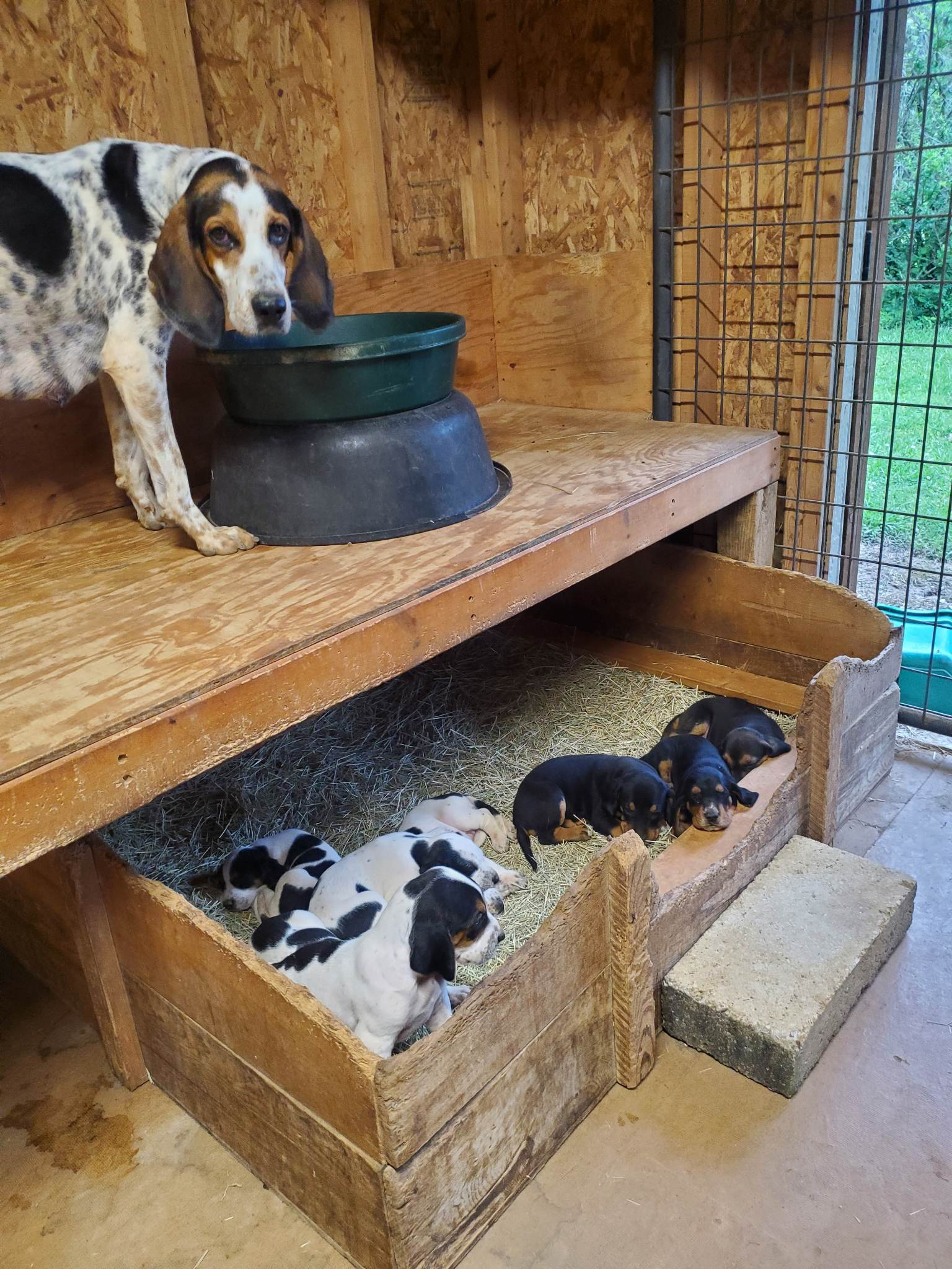 Longreen Foxhounds kennels 2
