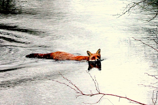 barclay.swimming
