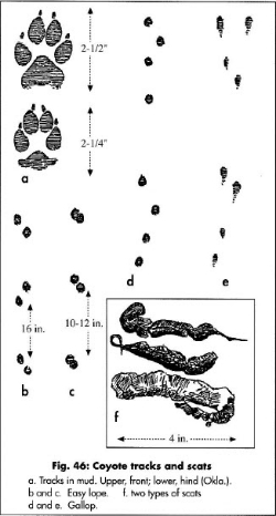 coyote tracks