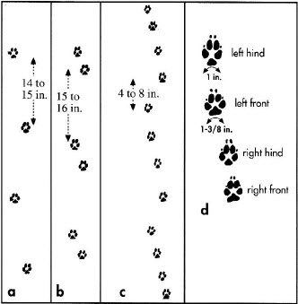 coyote tracks2