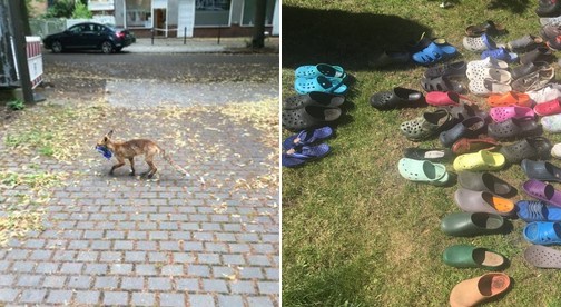 german fox hoards stolen shoes