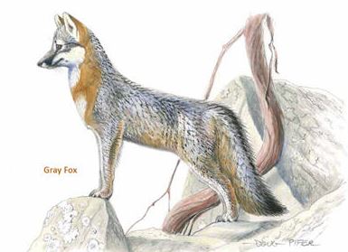 gray fox.pifer
